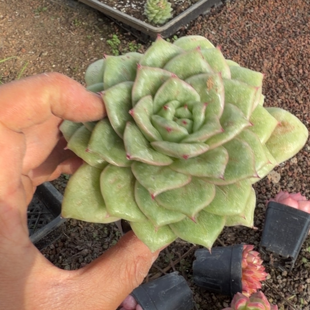 良***人多肉杂交一物一拍22-20