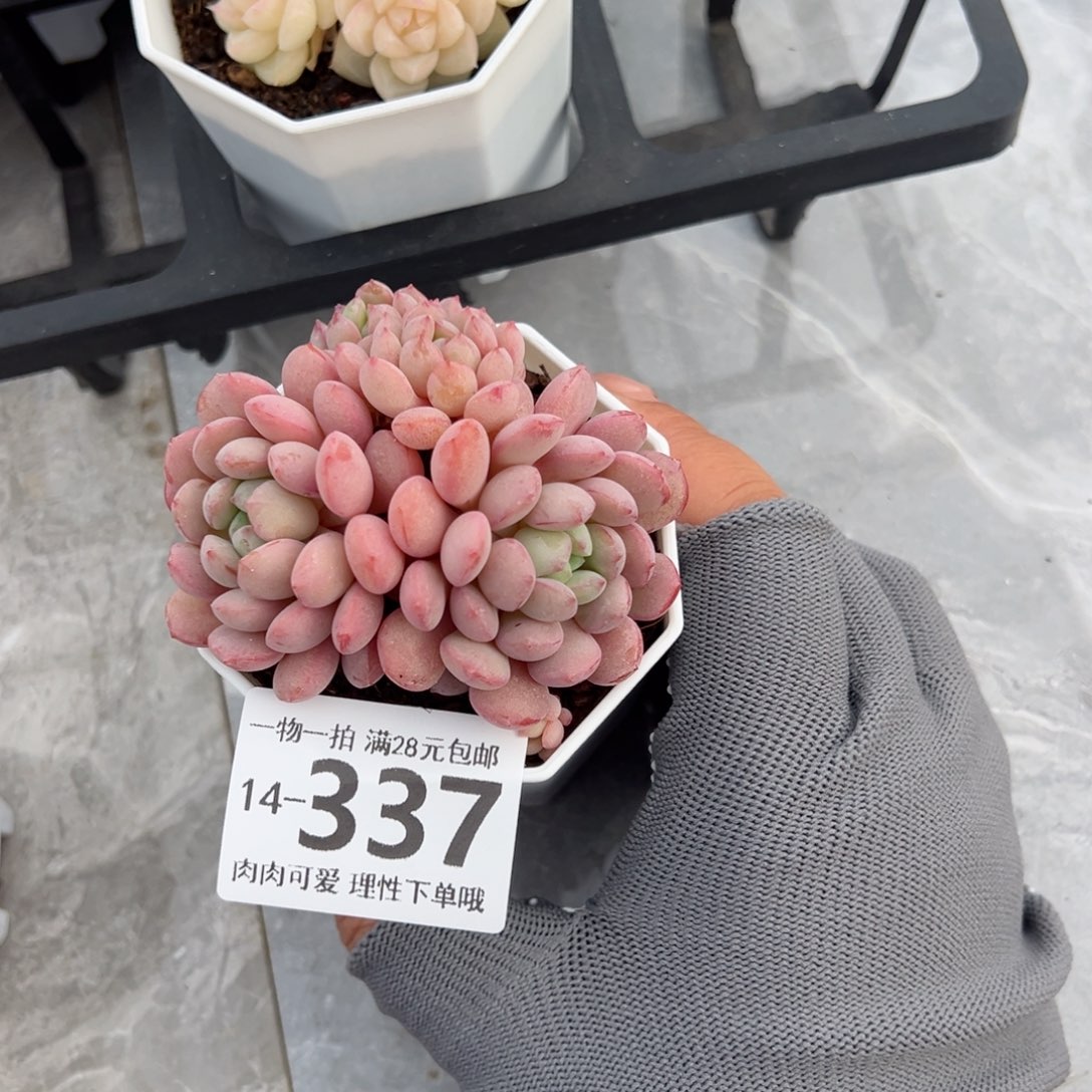 小红蛋多肉多肉多肉多肉