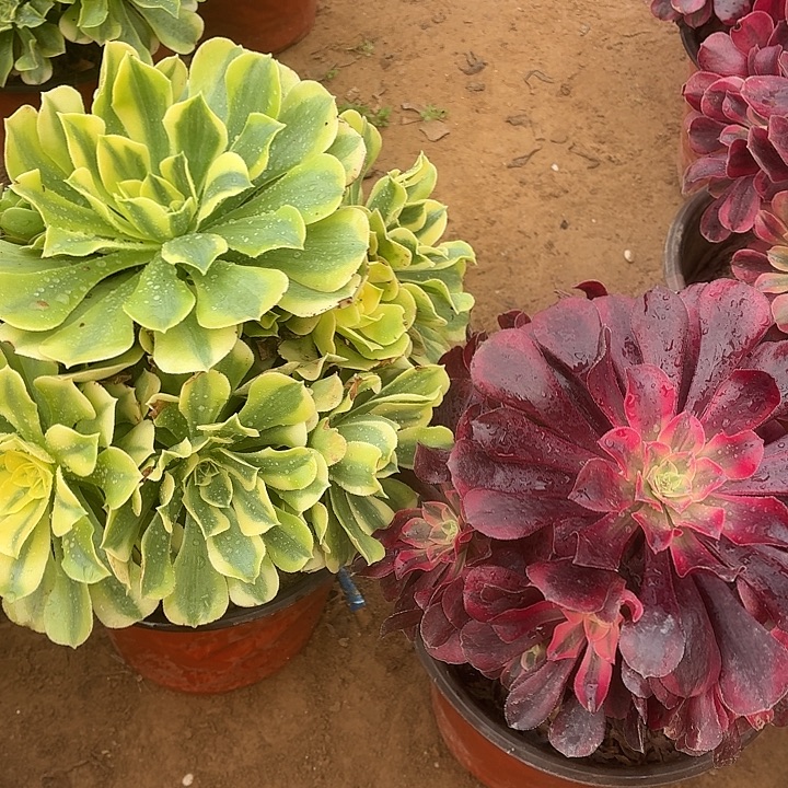 美杜莎+绿豆沙脱土发货