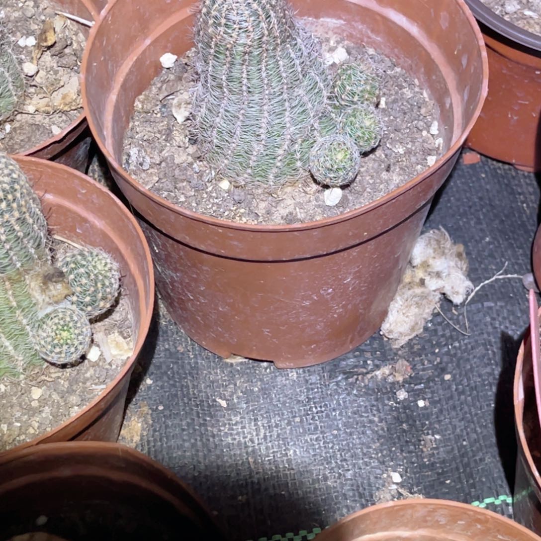 爱***花赖之星脱土脱盆摘花满20包邮