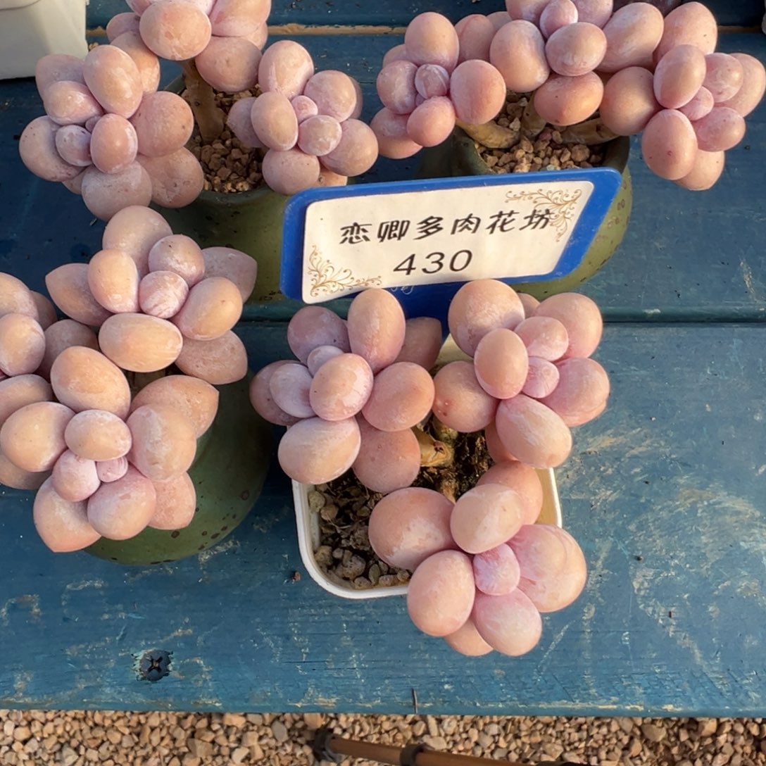 花***夏430号水光针奶带盆土发货