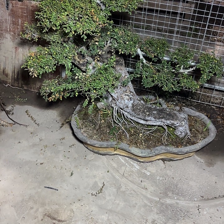 纳***板无花朵哈哈哈哈哈