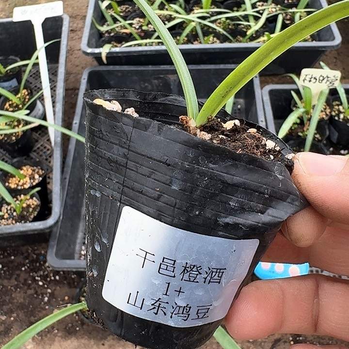 当前无花朵，栽培后可花朵自**风干亿