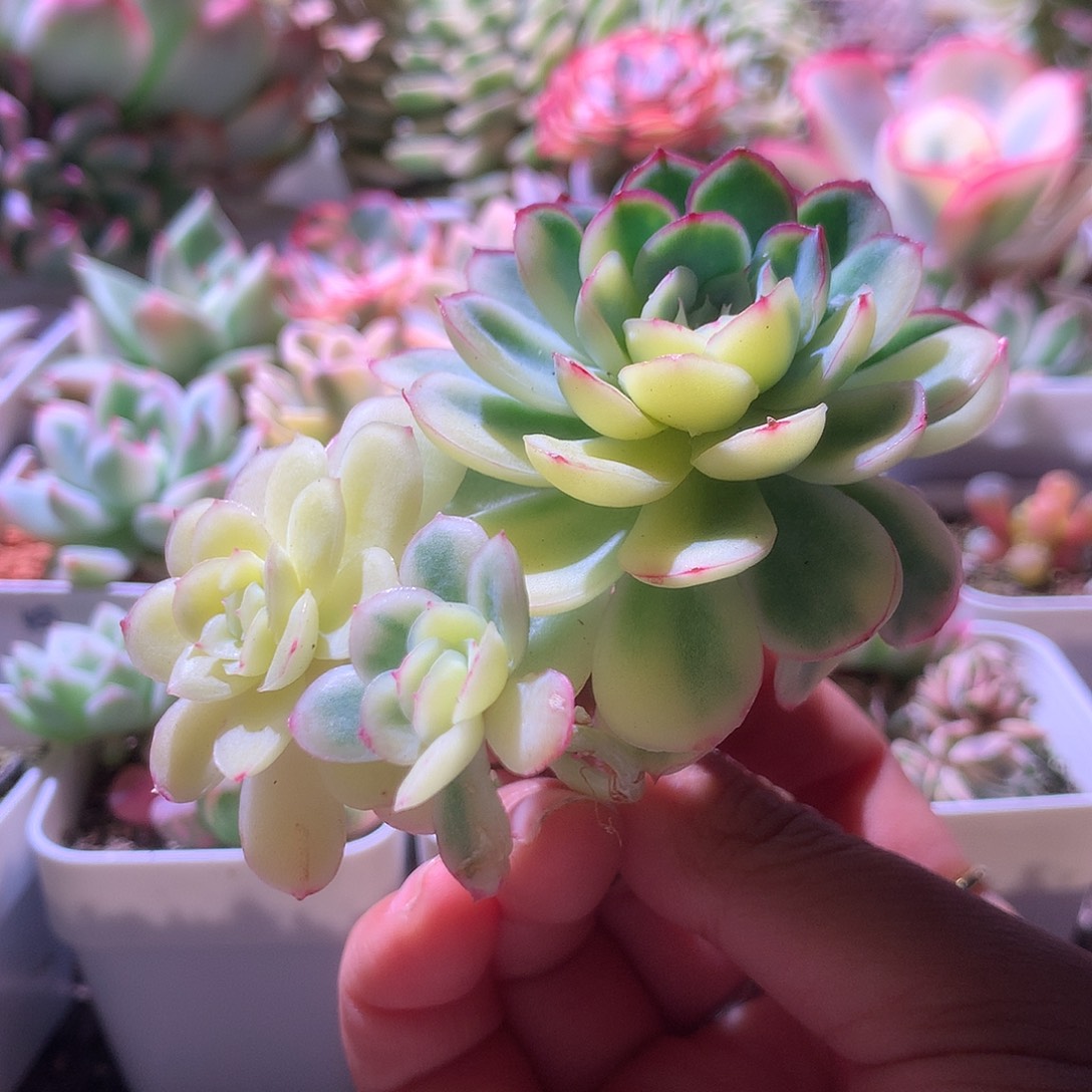 下播福利草莓冰有根