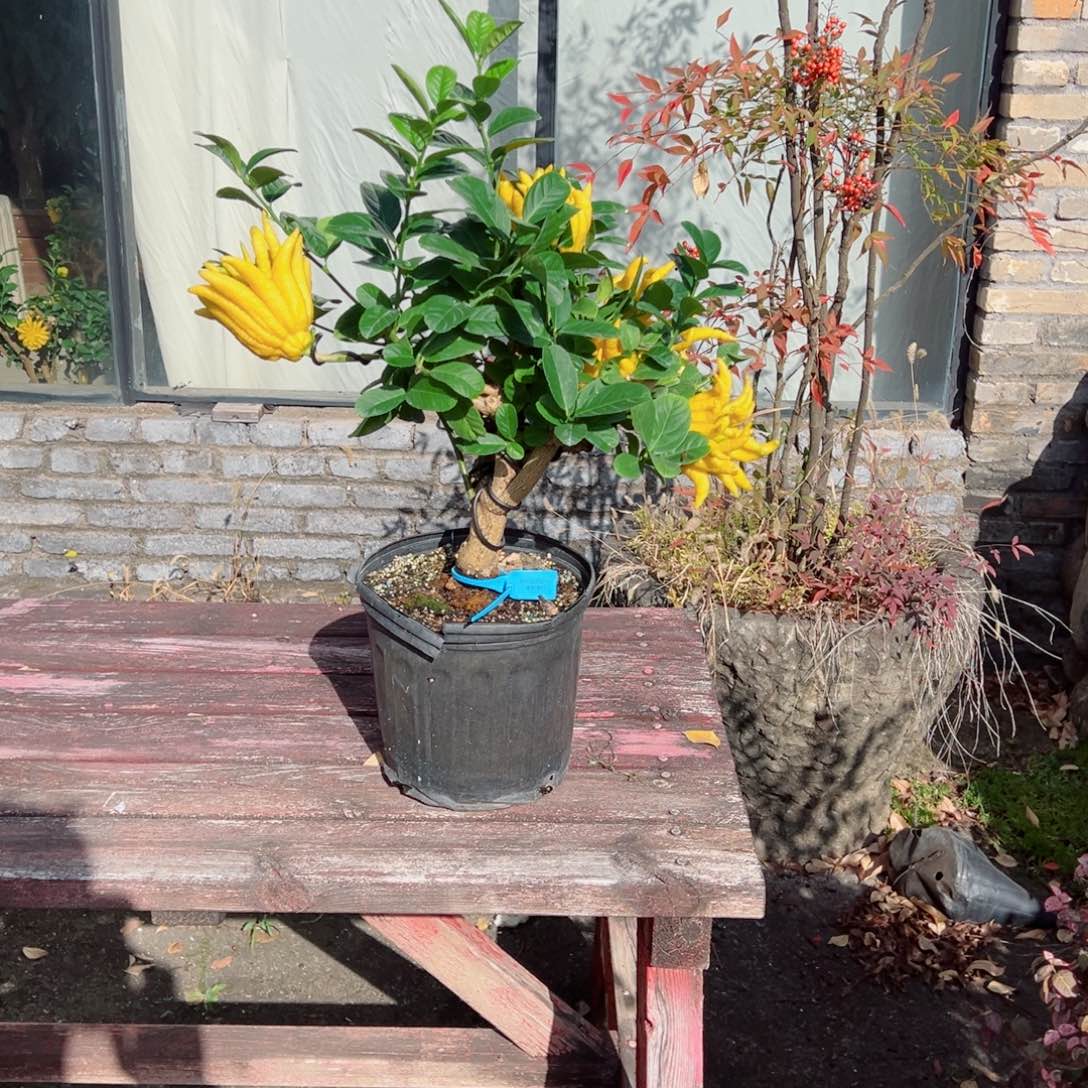 无花朵大果佛手盆栽真好看