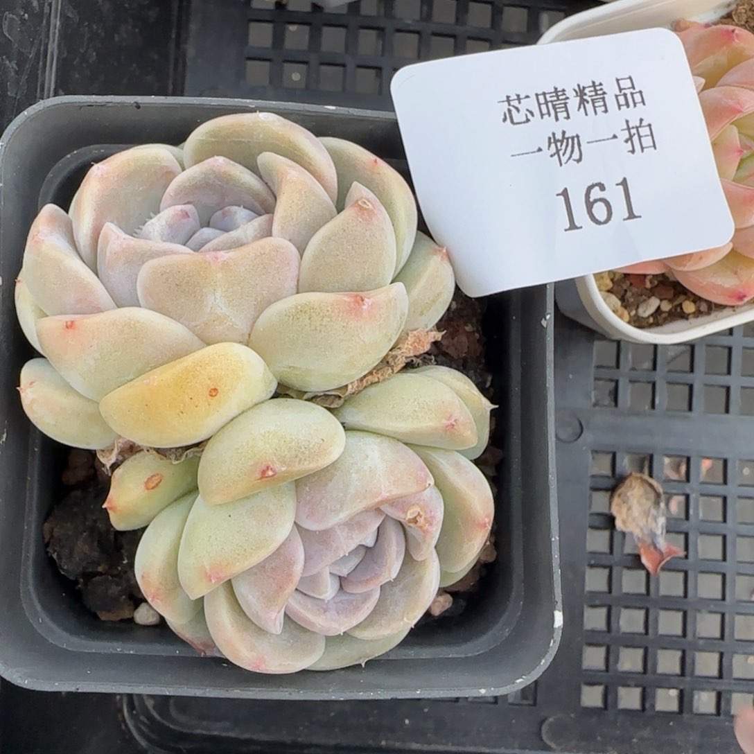 闪购精品多肉161号