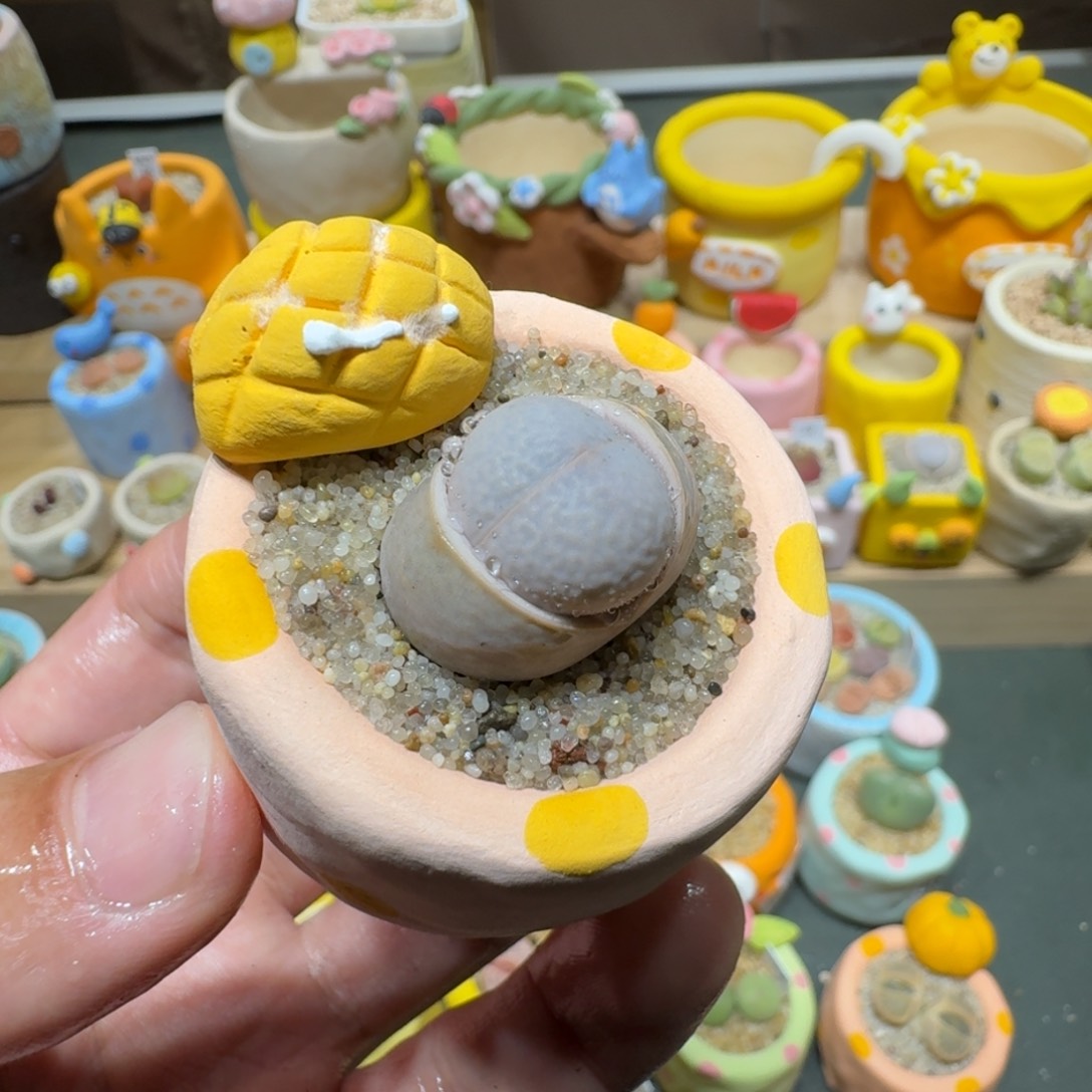 红陶蘑菇635高尔夫