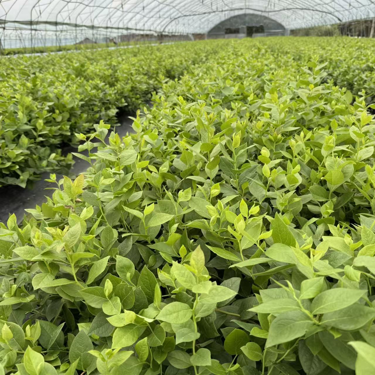 蓝莓苗一物一拍直播专用链接蓝莓盆栽蓝莓树苗果树苗