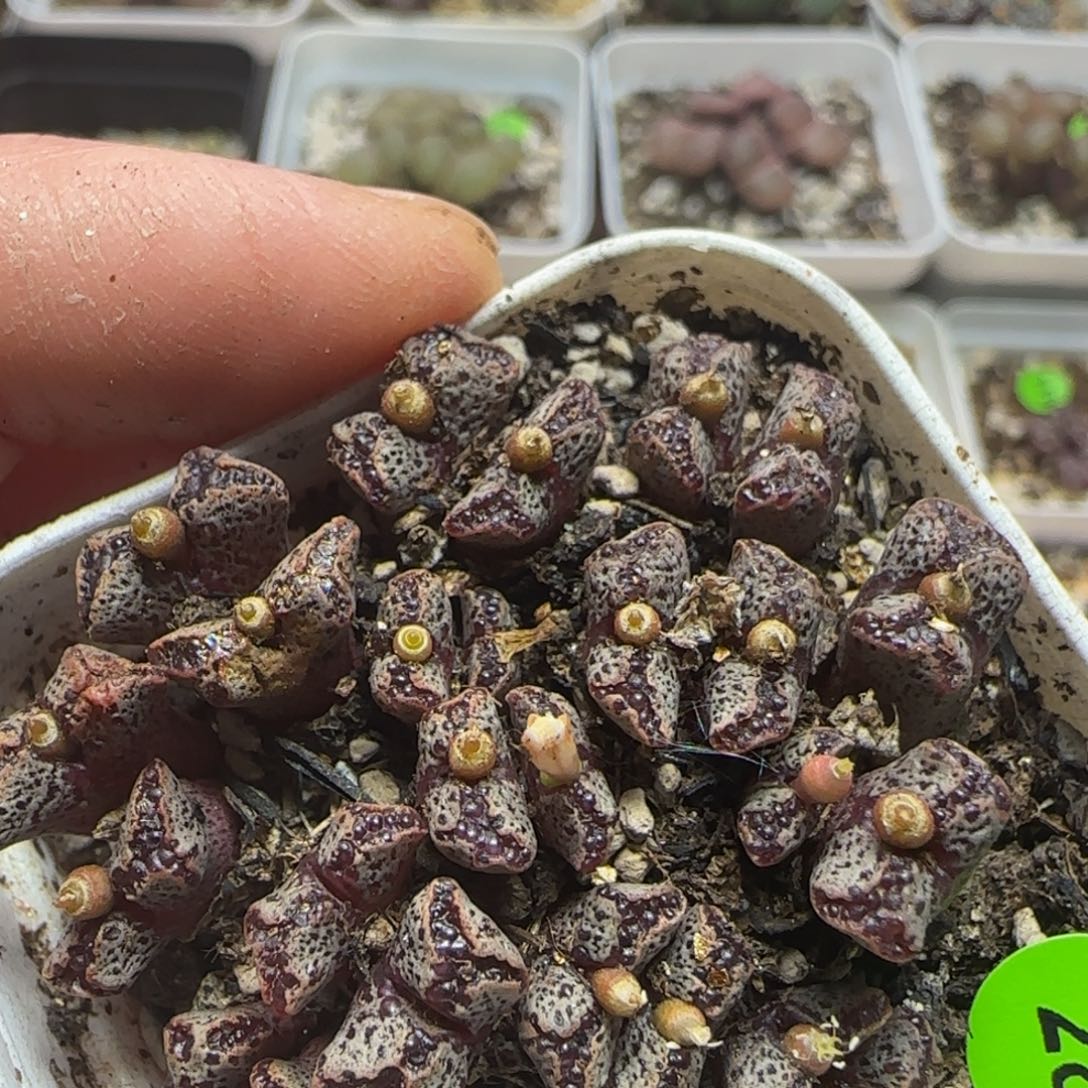 26头漂亮多肉植物28
