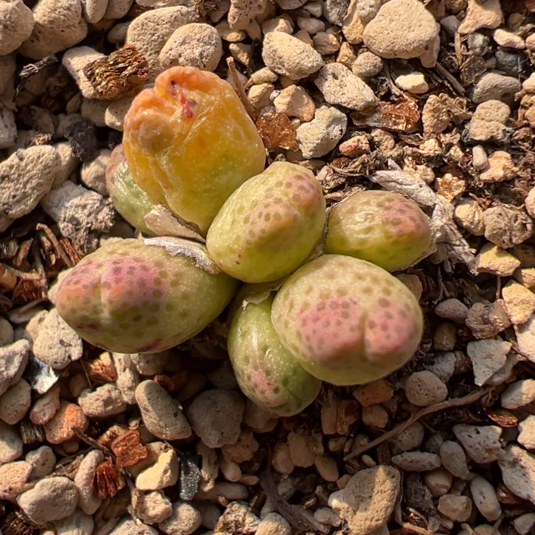 蟠桃斑马多肉多肉