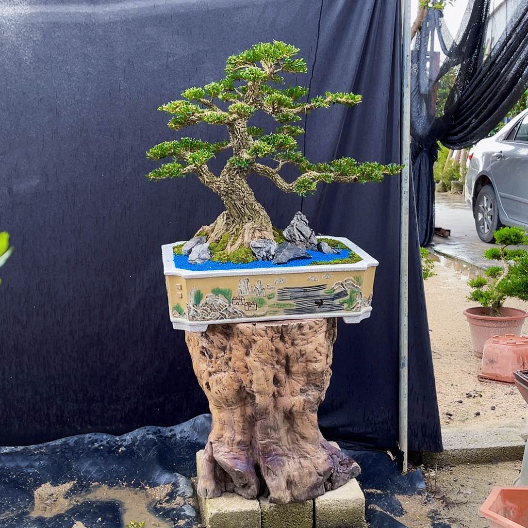 梦***鲸当前无花栽培后可以开花