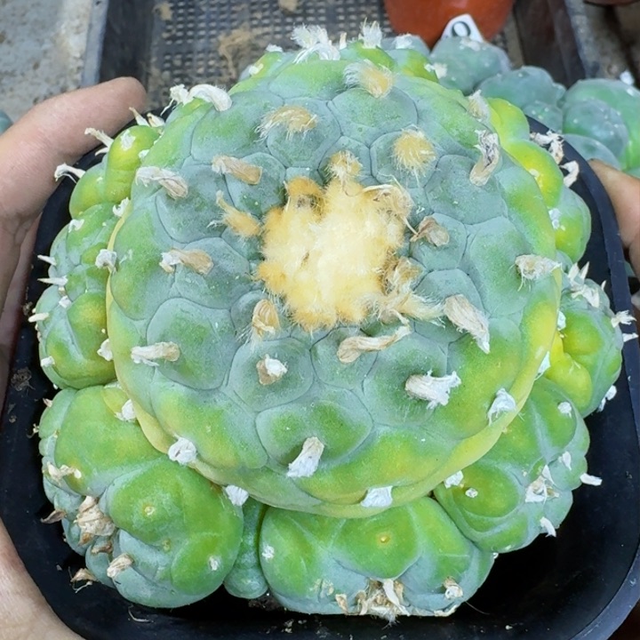 福利自根大仙群018