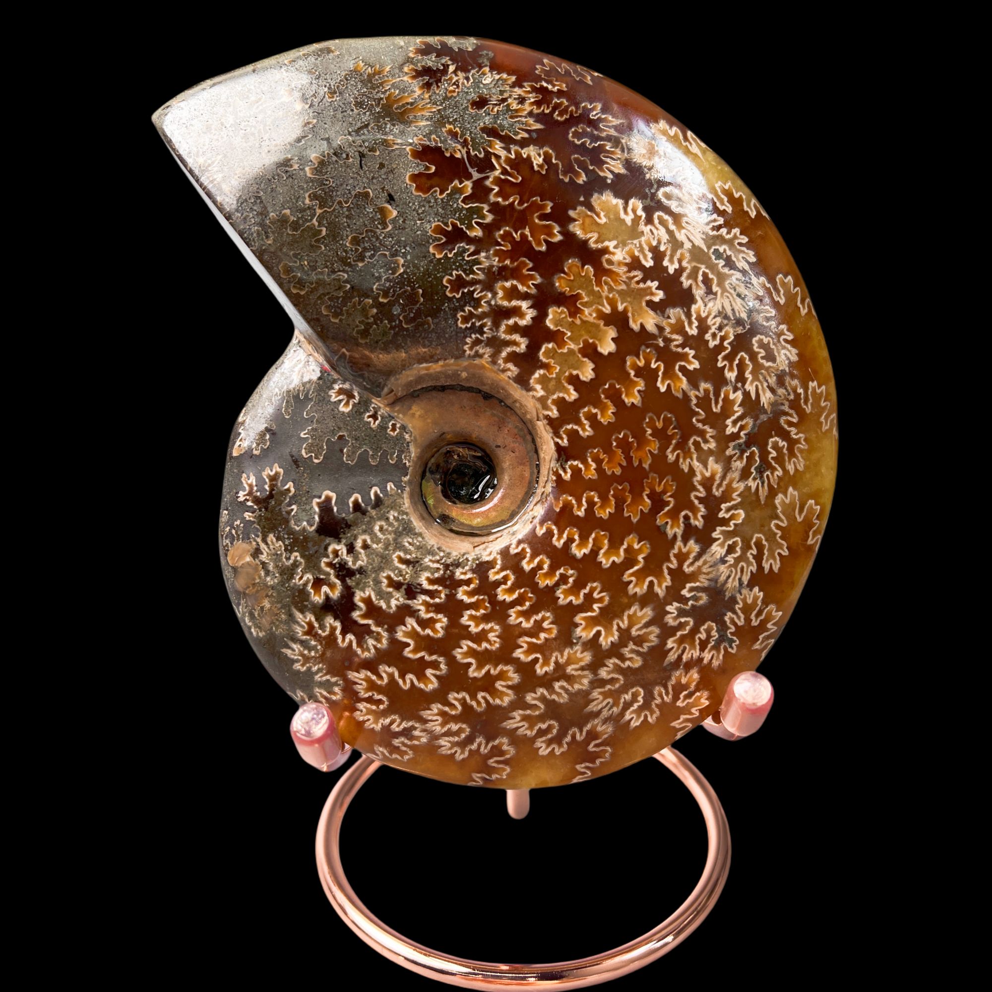 【 叶菊石（摆件）】尺寸140.7mm 玉化 马达加斯加 古贝壳 E6