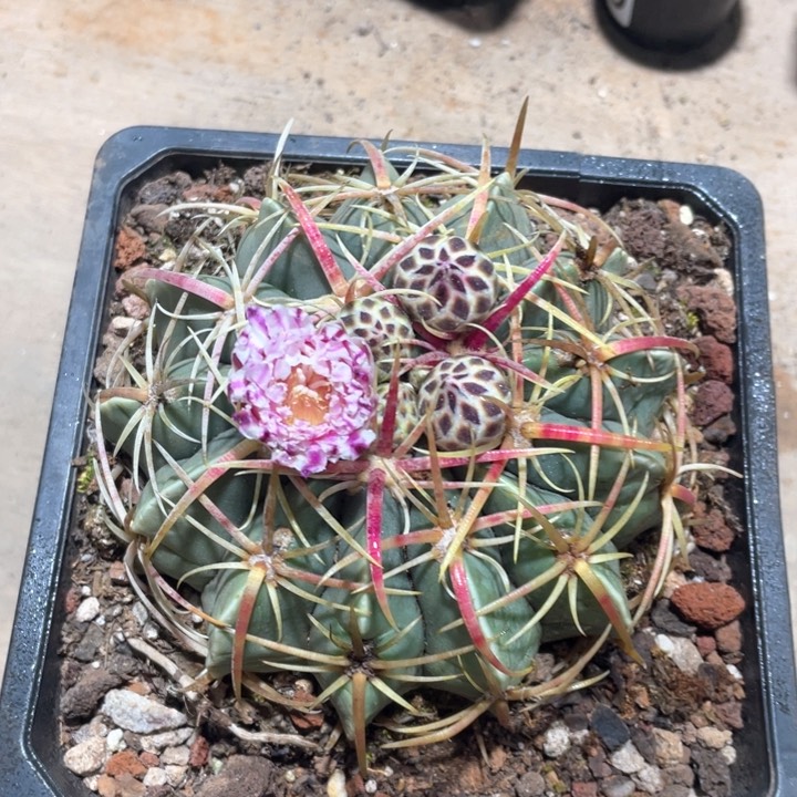 758实生大红刺赤诚