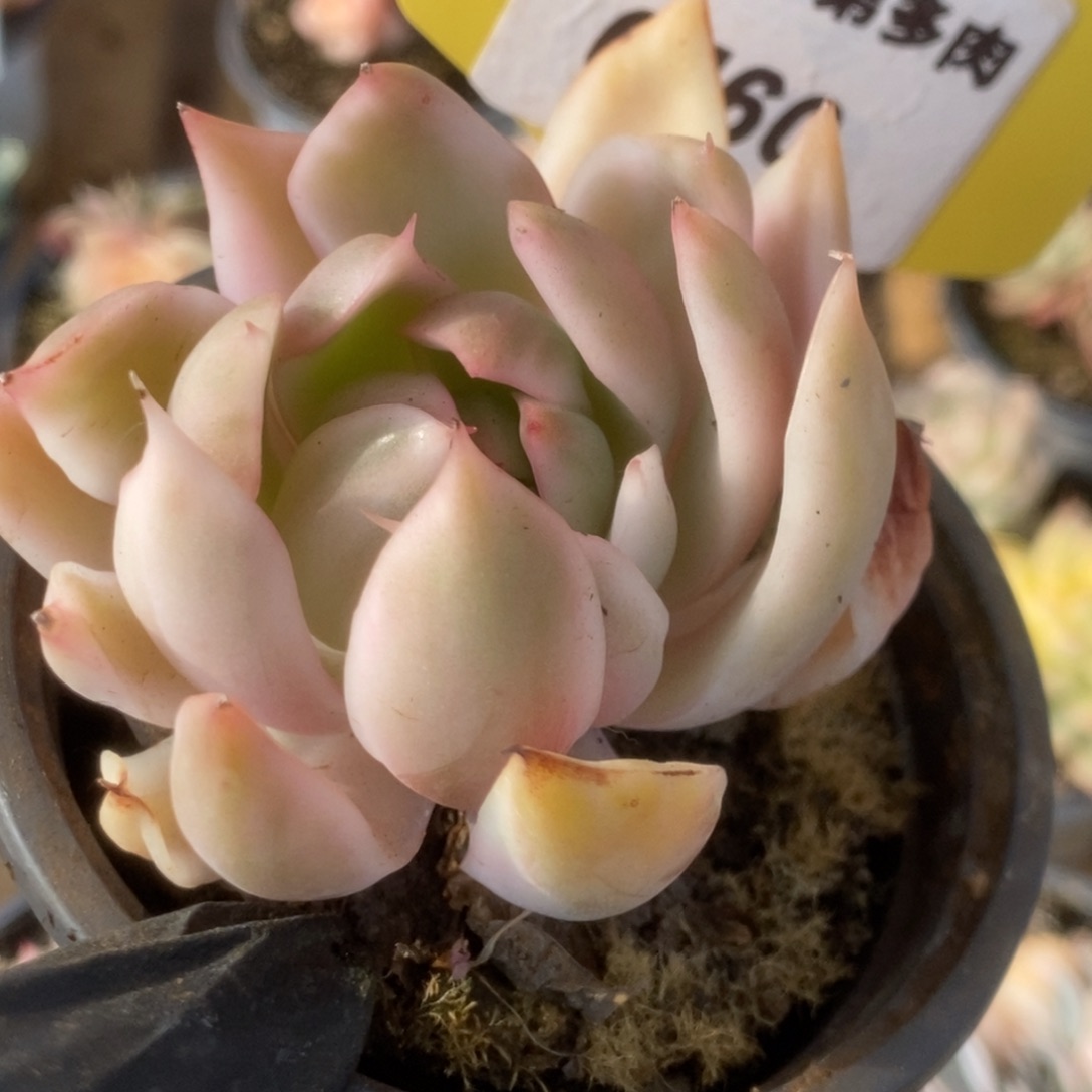 460宝莲灯锦锦锦锦锦