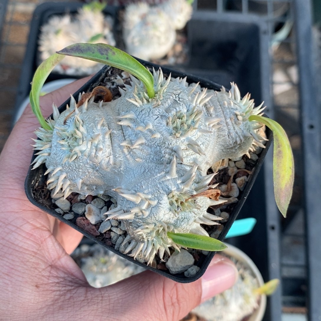 慧比须笑多肉植物