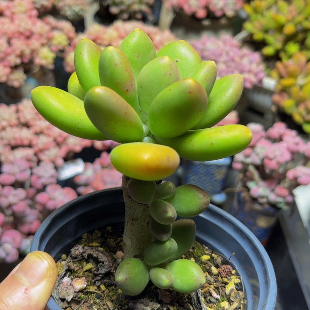 147树形芒果奶8厘米多肉