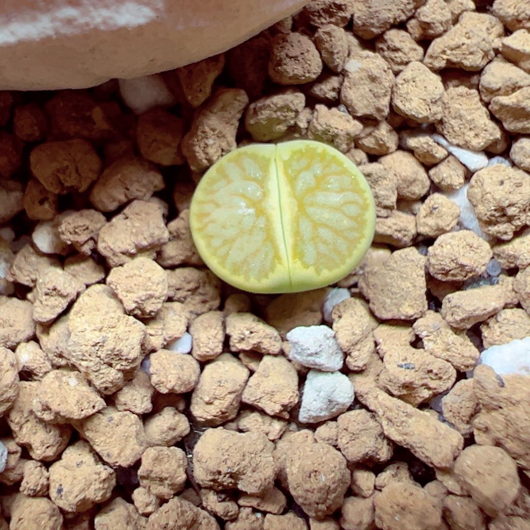 精致优秀的肉肉806-133