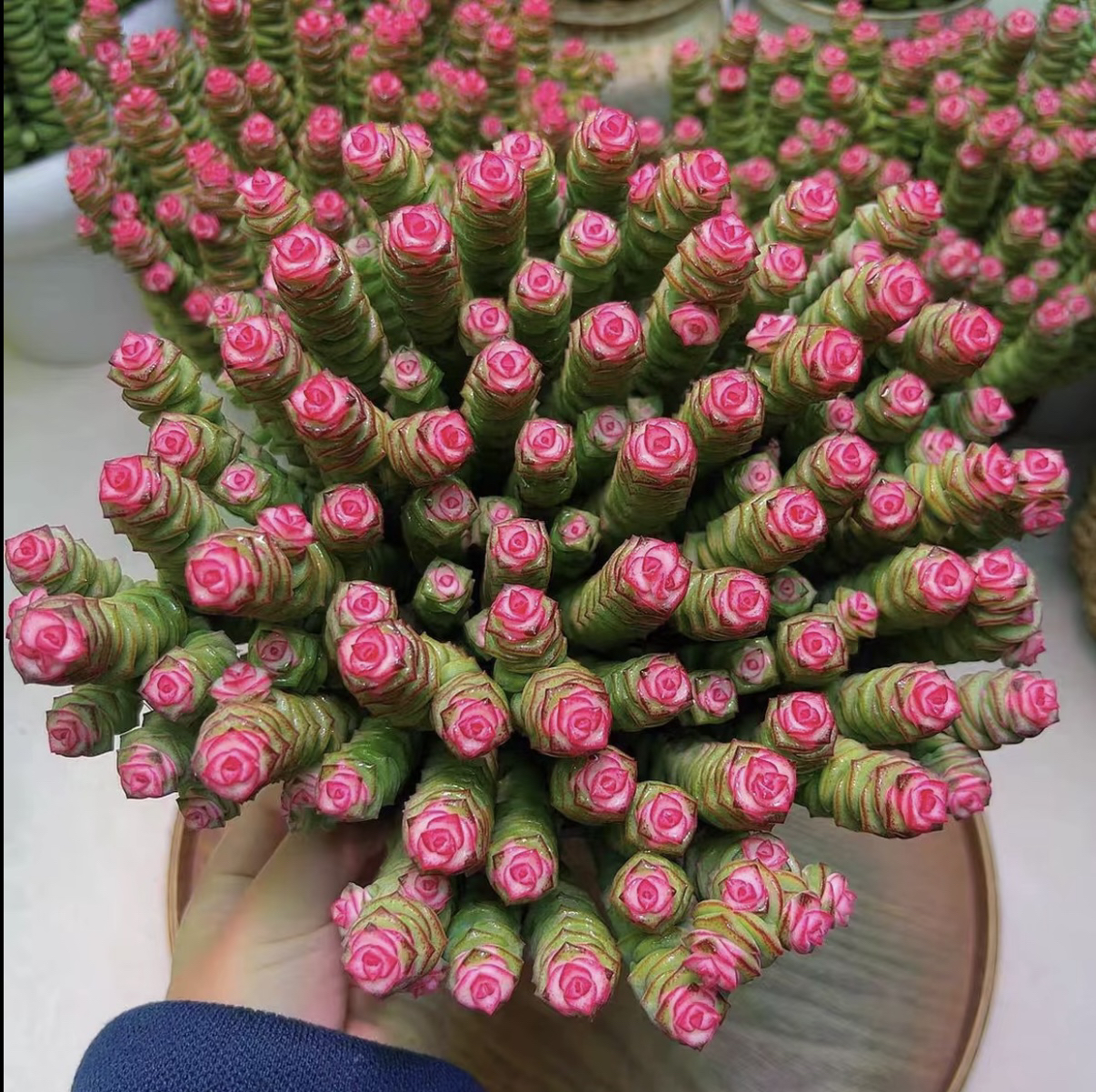 三岁家彩虹前串室内（原盆原土）多肉植物多肉盆栽净化空气钱串子