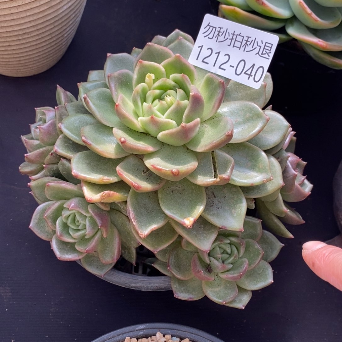 两单包邮1212-40白玫瑰