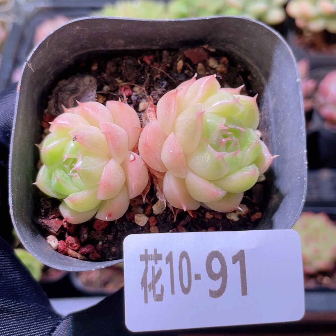 花利美10-91麦秆双头