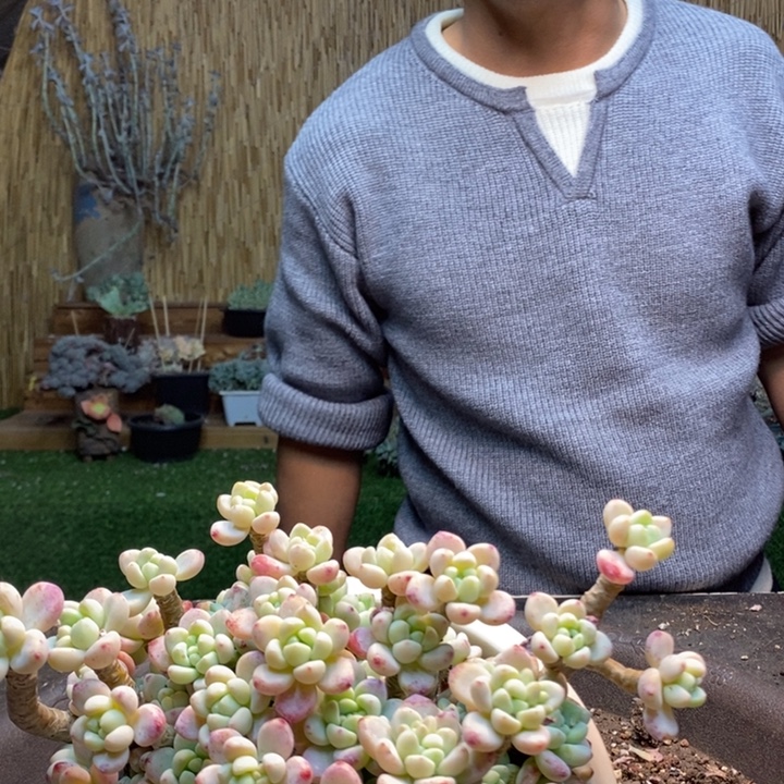 B***️182号劳尔多肉植物