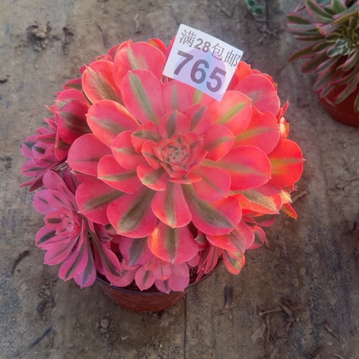 765女巫多肉植物