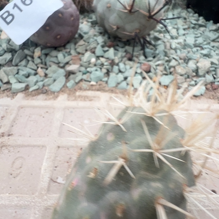 二***木白刺习致野。 一代侧。  169