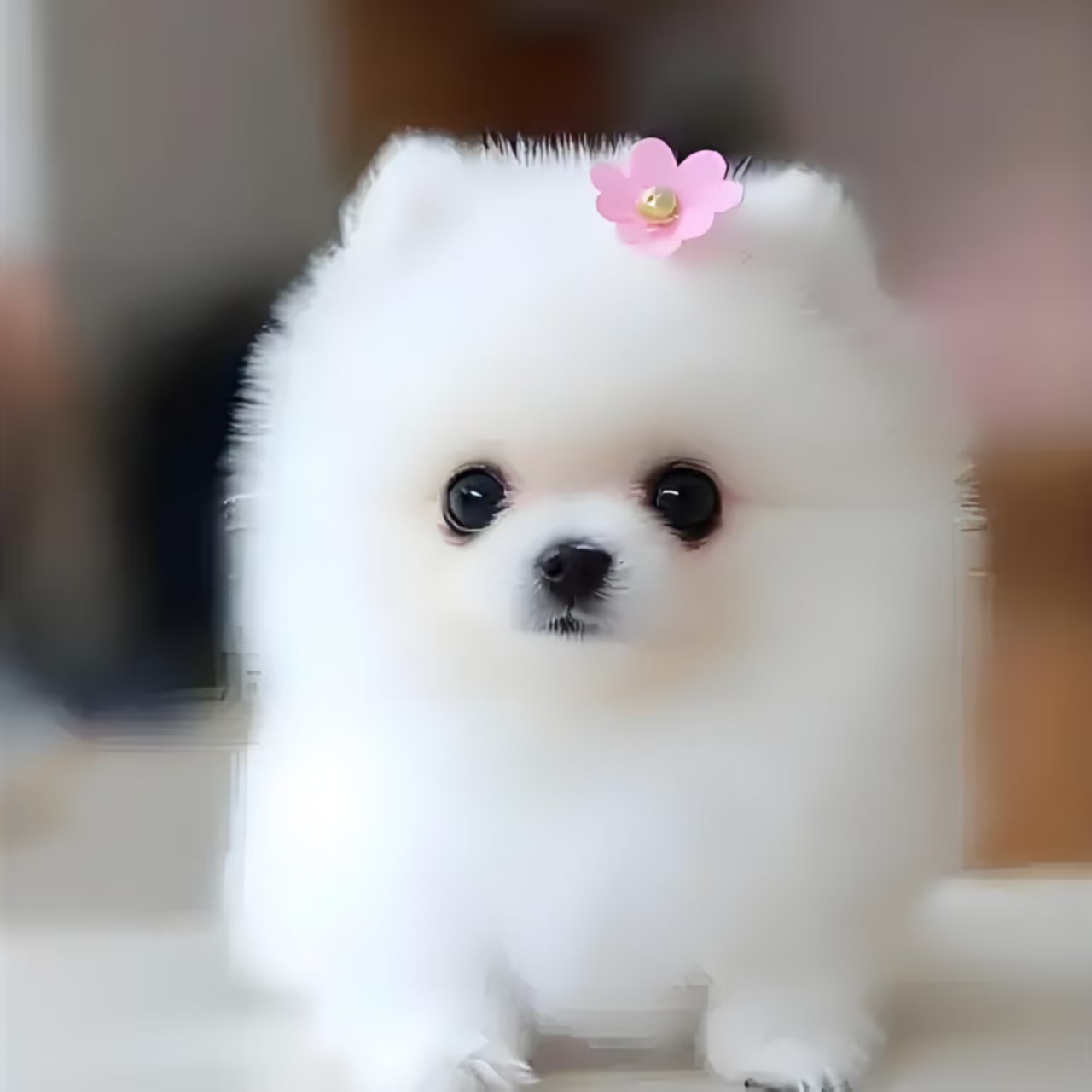 昆哥宠物活体专用链接