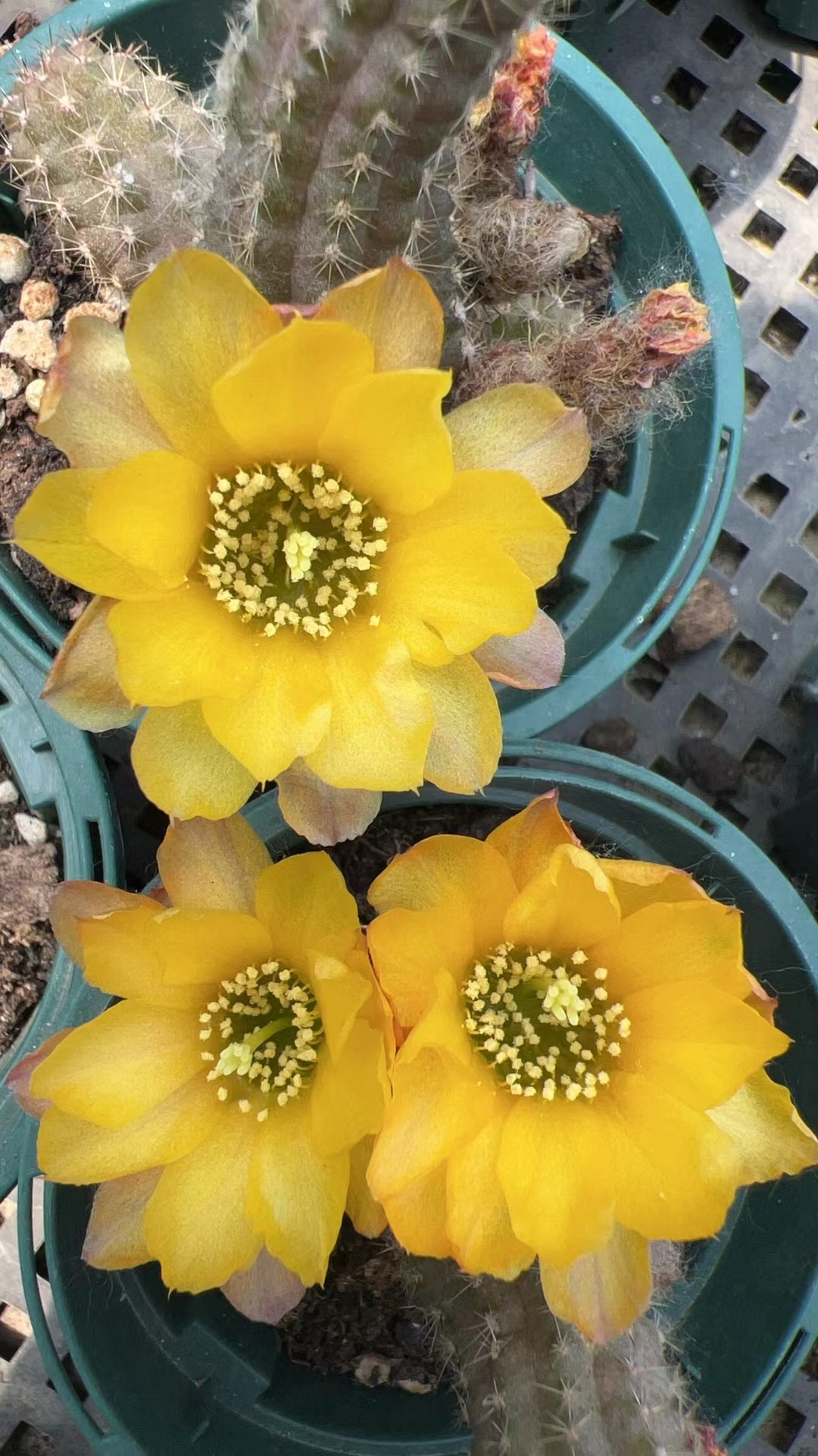 琥珀   自生根  进口 杂交白檀 1年苗 盆栽 阳台