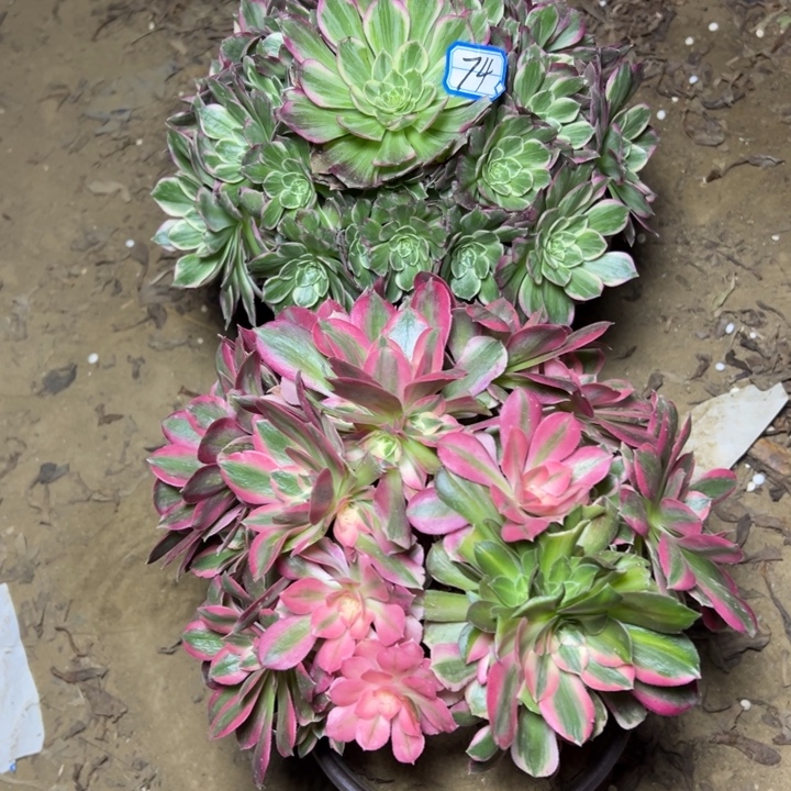 多肉植物两个法师74