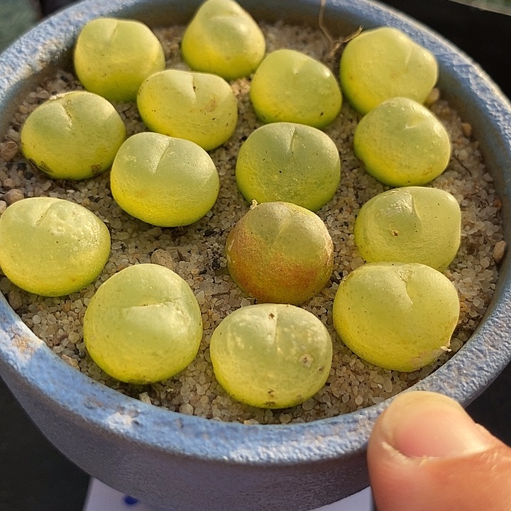 22510拉登一颗有瑕疵