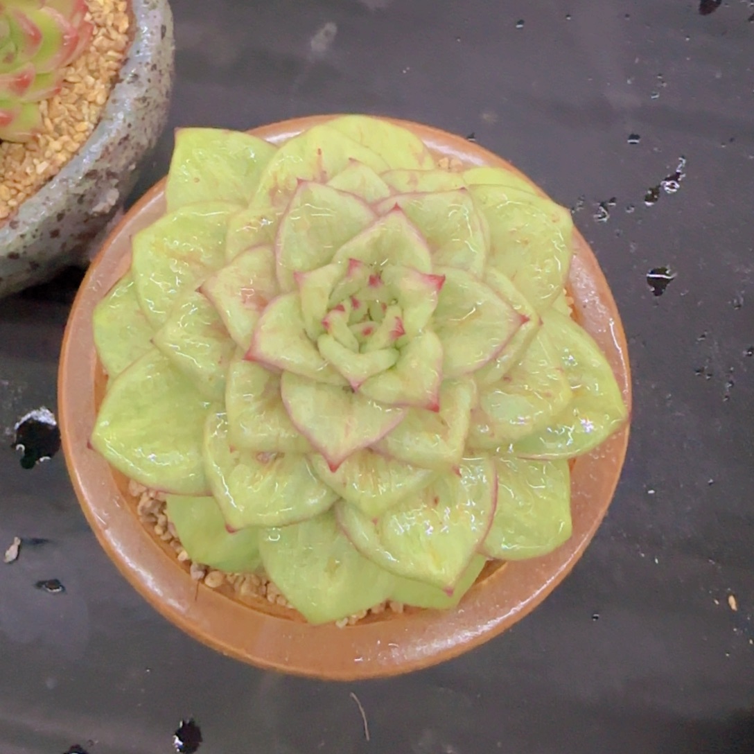 *****蔷薇锦多肉植物一物一拍