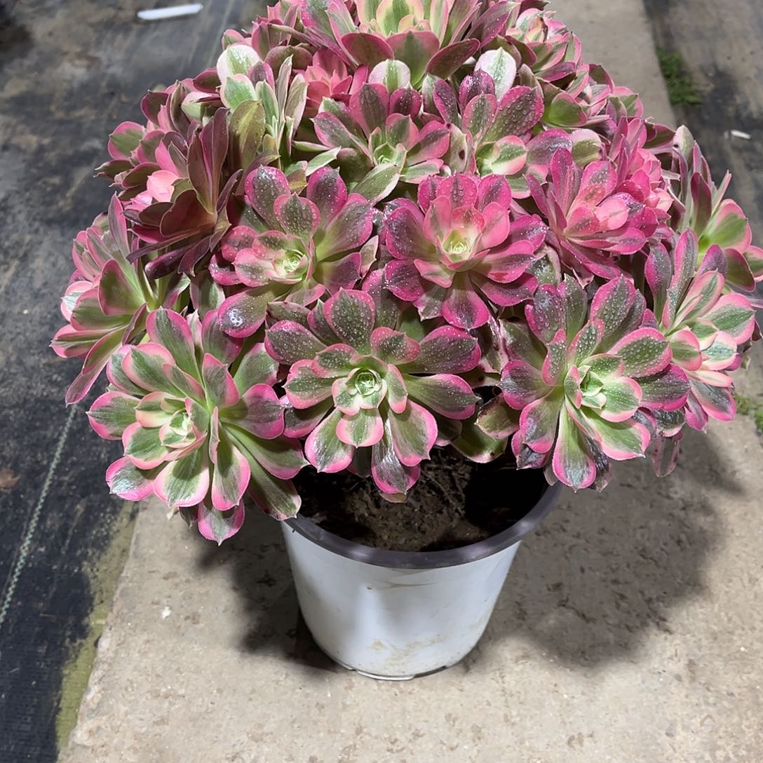 男神法师漂亮漂亮粉