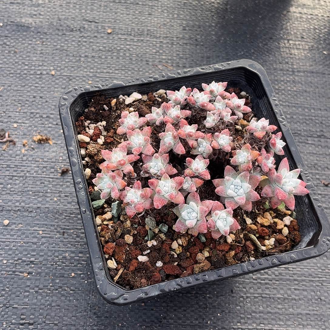 小鹿多肉一物一拍
