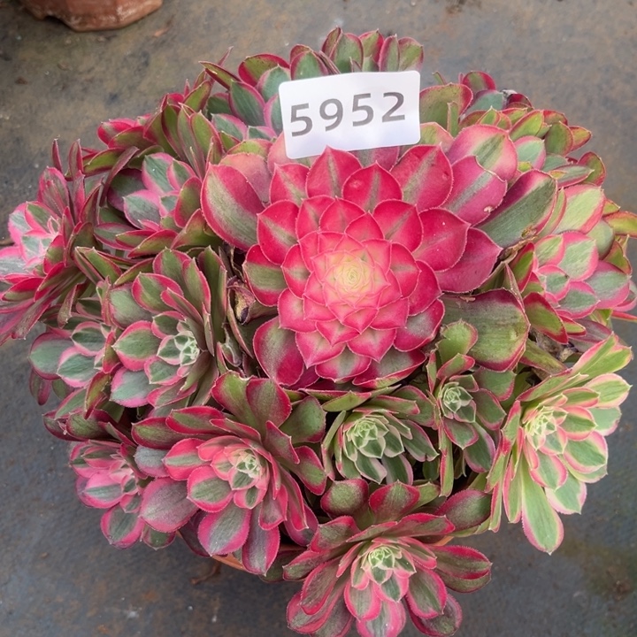 孔雀翎特价多肉发货