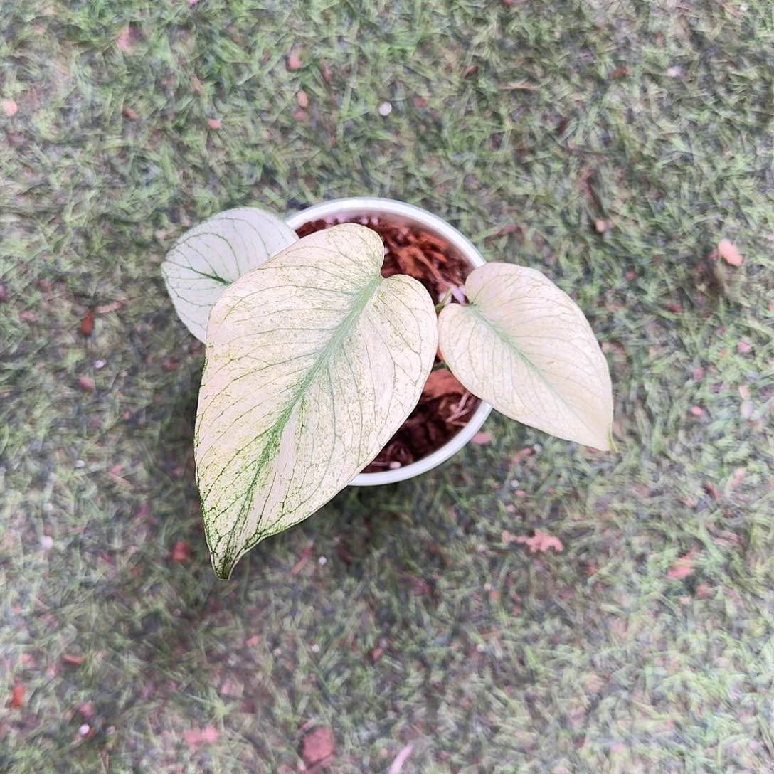 无花朵?**子白怪兽D7