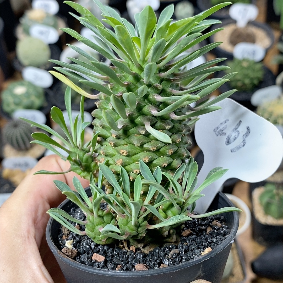 463号实生铁甲麒麟4cm