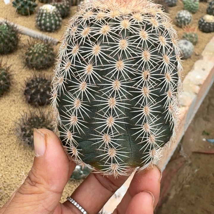仙人球，御旗虾，有根