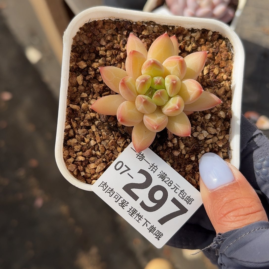 胖体青花瓷无盆土发货