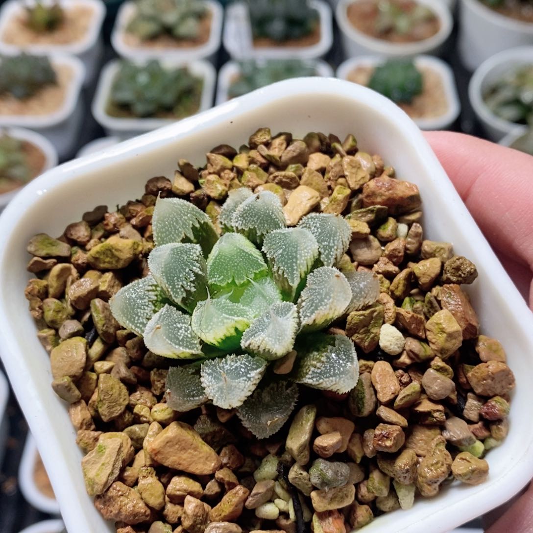 全窗白帝城玉露多肉