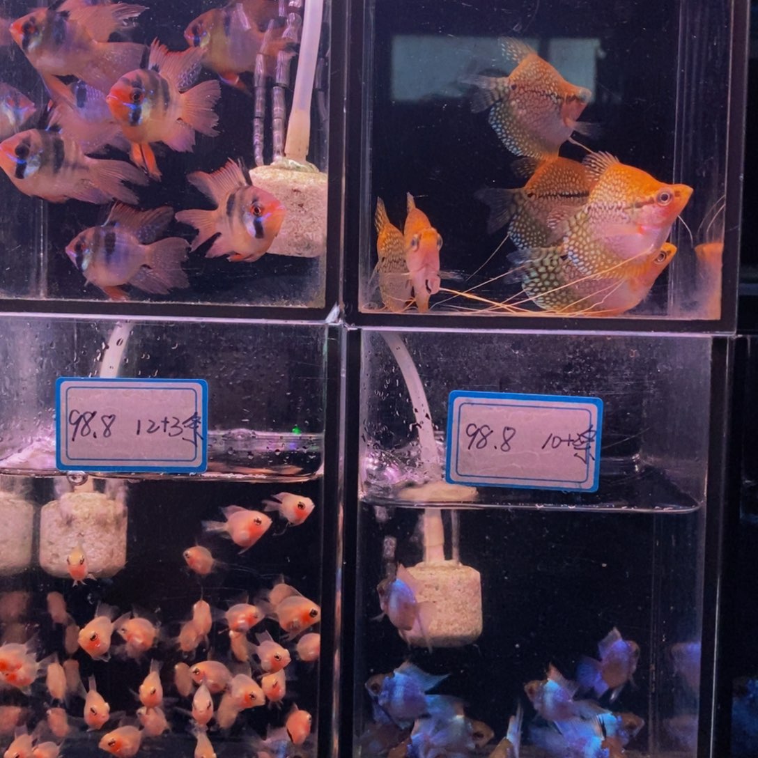 小***月短鲷鱼马甲球四条