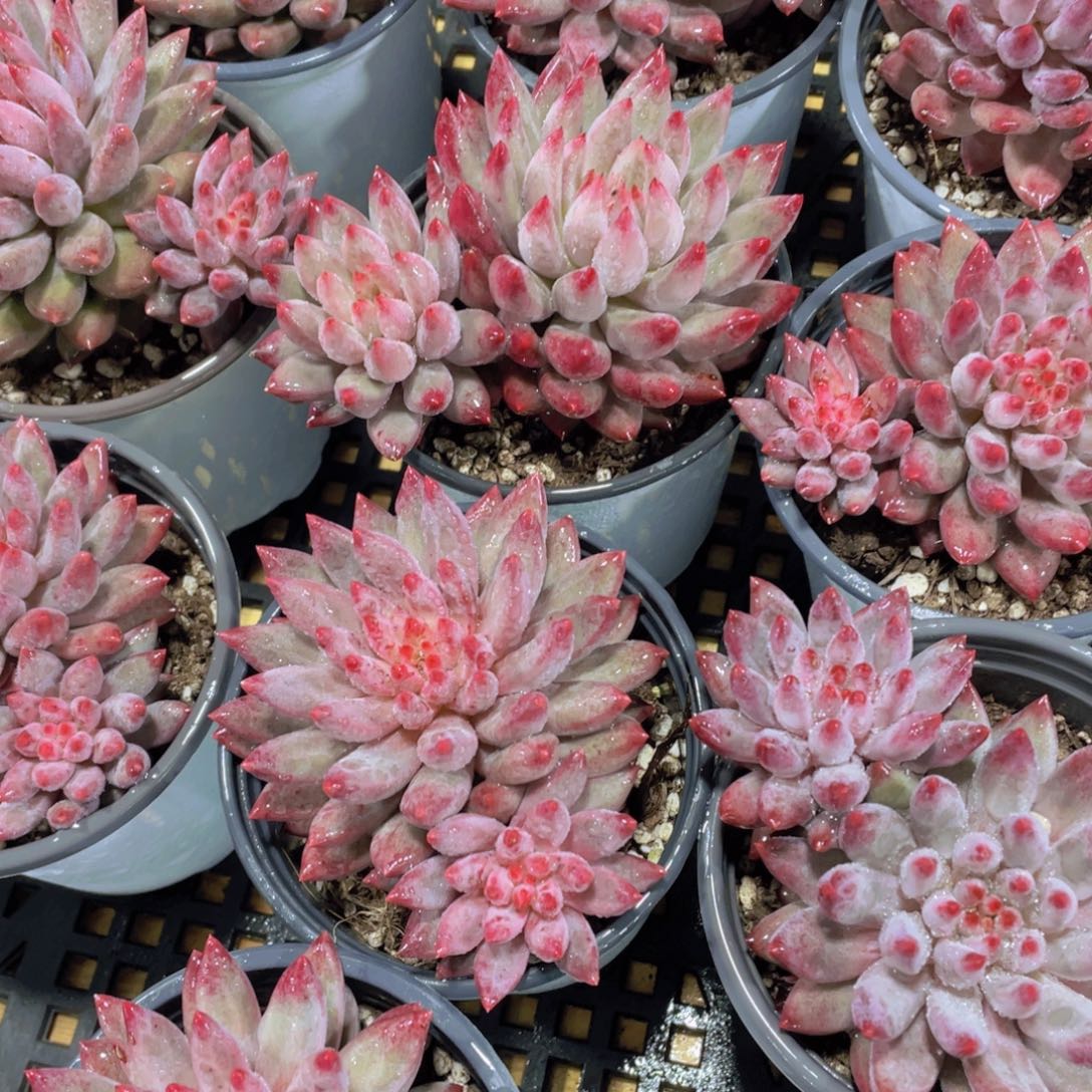 量拍36号 全状态飘枝虞美人一颗