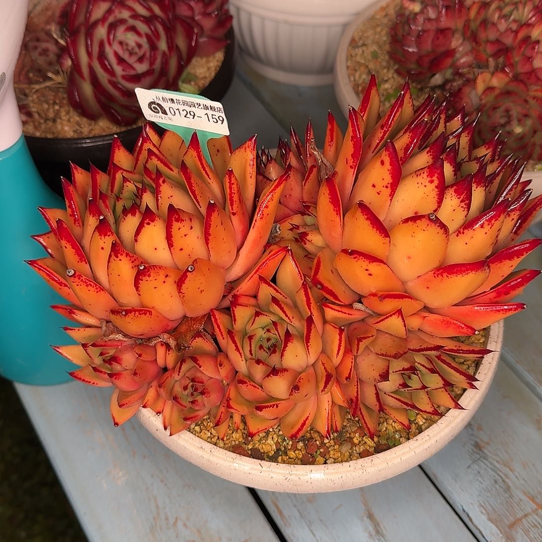 从前慢花园多肉0129-159