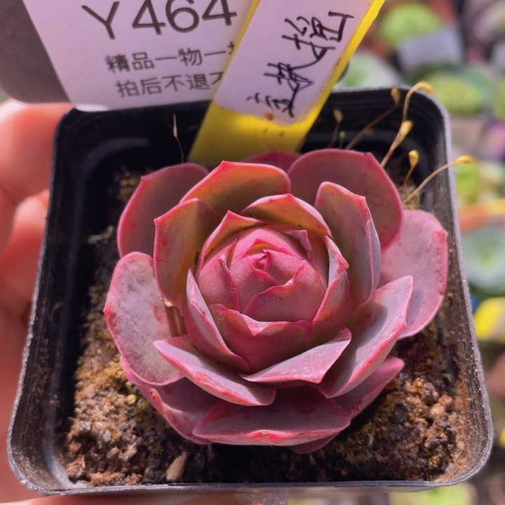 金扶摇玫瑰一物一拍464