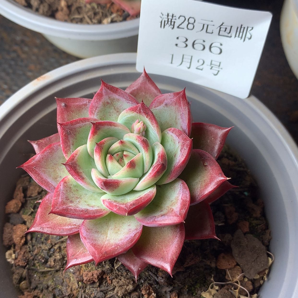 【闪购商品】云366号