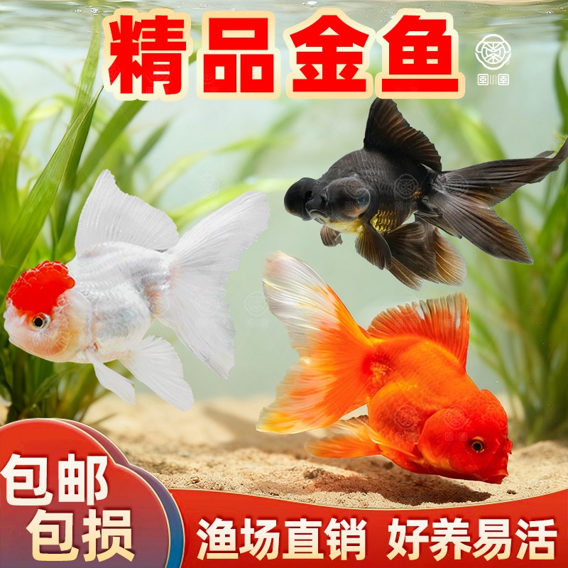 鸿运当头观赏金鱼冷水淡水鱼好养耐活狮子头金鱼小锦鲤