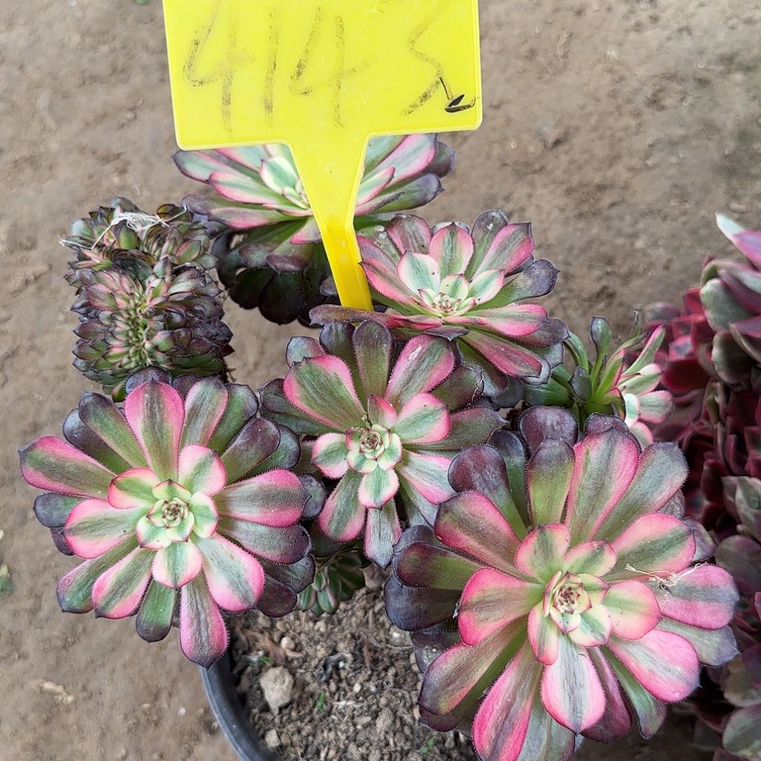 4143--舞天姬缀多头