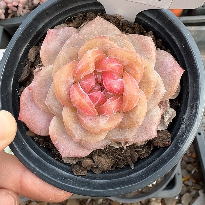 雪芙蓉珍呢多肉植物328