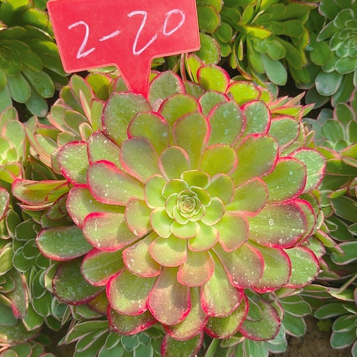 2-20粉花妖多肉法师